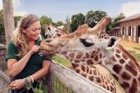 A smiling zookeeper feeds a giraffe by hand while another giraffe stands nearby.