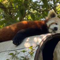 Snoozy red panda
