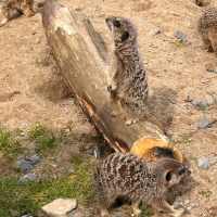 Meerkats