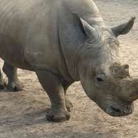 Up close with a rhino on zufari