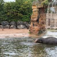 Elephants