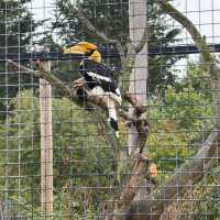 Toucan