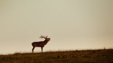 Stag at Red Deer Range Trail in Newton Stewart