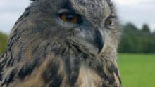 Owl at Vale Royal Falconry Centre in Acton Bridge