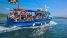 People on boat at Dingle Dolphin 