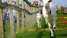 Goats racing at Roves Farm Visitor Centre in Swindon
