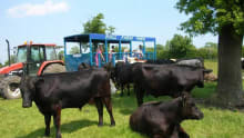 Cows at Hall Farm Park in South Kelsey