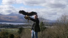 Man holding falcon at Killarney Falconry