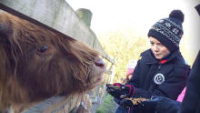 Boy feeding cow at Aston Springs Farm in Sheffield
