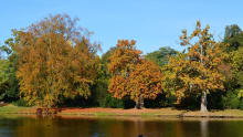 Lake at Painshill Park in Cobham