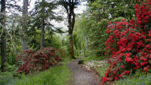 Walking path at Ardkinglas Woodland Gardens in Cairndow