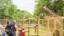 Giraffes at Wild Place Project in Bristol