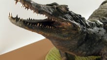 Crocodile at Portsmouth Natural History Museum in Southsea