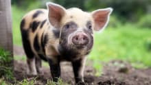 Piglet at Lancaster Park and Animal Farm in Oldham