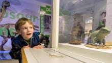 Boy looking at display at Yorkshire Museum in York