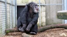 Ape at Wales Ape and Monkey Sanctuary in Swansea