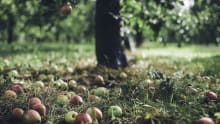 Apples at Sheppys Cider Farm and Museum in Taunton