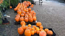 Pumpkins at Hillfield Nursery & Farm Shop in Norwich