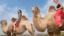 People on camels at The Camel Centre in Helston