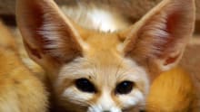 Fennec Fox at Rodbaston Visitor Centre Animal Zone in Stafford