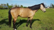 Horse at Hayden Equestrian Centre in Longford
