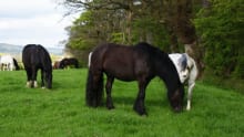 Horses at The Ayrshire Equitation Centre in Ayr