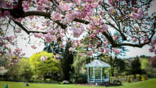 Blossoms at Birmingham Botanical Gardens