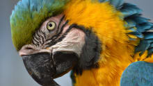Macaw Parrot at Tropical Birdland in Desford