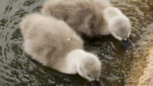 Grey cygnets at Stanton Park in Swindon