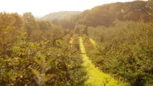 Orchard at Healeys Cornish Cyder Farm in Penhallow