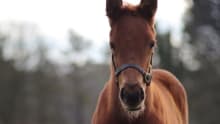 National Stud horse
