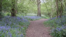 Bluebells in Cocksherd Bluebell Wood in Britwell