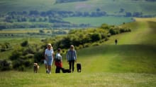People walking dogs at Ashridge Estate in Berkhamsted