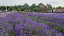 Lavender field at Norfolk Lavender in King Lynn