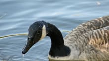 Duck at Swanley Park