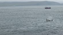 Killer whale sighting on Mousa Boat Trips in Shetland Isles