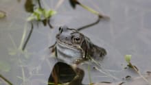 Frog at Calderglen Country Park in East Kilbride