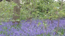 Bluebells at Woolley Woods in Sheffield