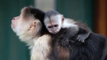 Capuchin monkey at Monkey Haven in Newport