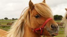 Pony at Redwings Horse Sanctuary Aylsham