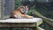 Tiger at Thrigby Hall Wildlife Gardens in Great Yarmouth
