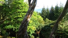 Eucalyptus tree in Crarae Gardens in Inveraray