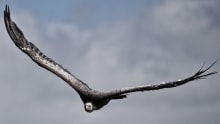 Falcon flying at Cotswold Falconry Centre in Morton in Marsh