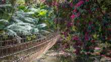 Rope bridge over water at Abbotsbury Subtropical Gardens in Weymouth