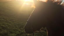 Horse at Ridgway Stables in Wimbledon