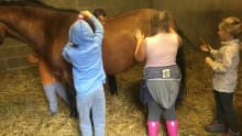 Kids grooming horse at Beechley Riding Stables in Liverpool