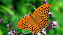 Butterfly at Butterfly and Fountain World in Wootton Bridge