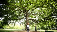 People tree climbing at Goodleaf Tree Climbing in Ryde