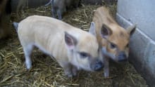 Piglets at Bowland Wild Boar Park in Preston