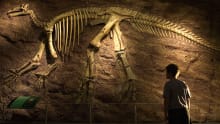 Boy looking at dinosaur skeleton at Dinosaur Isle in Sandown